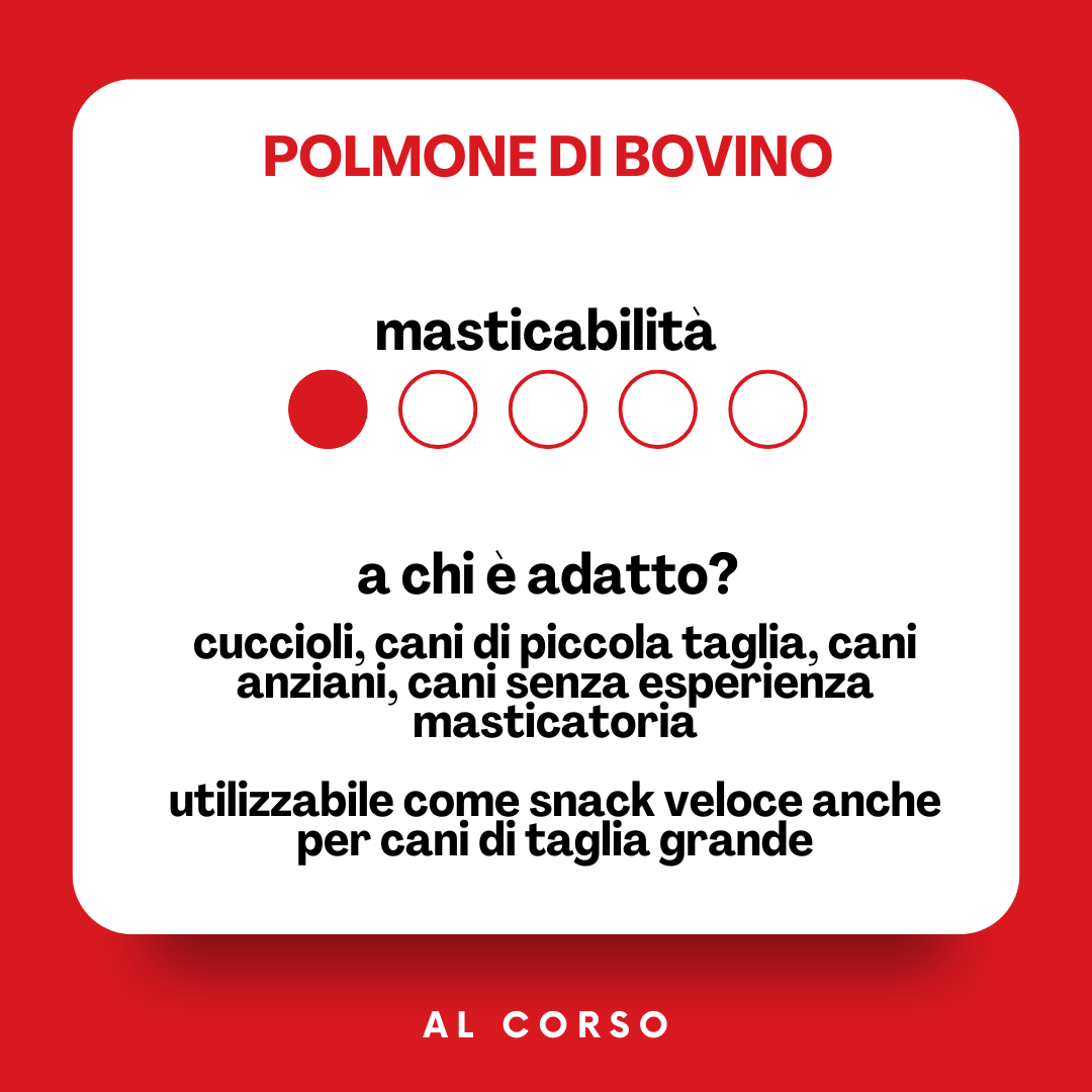 Polmone bovino